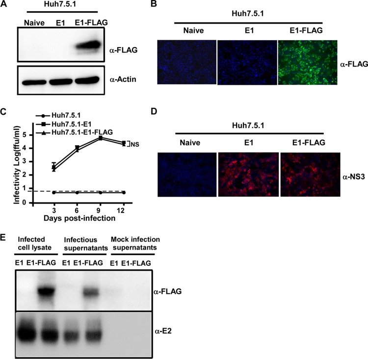 FIG 3