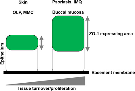 graphic file with name CPR-56-e13441-g005.jpg