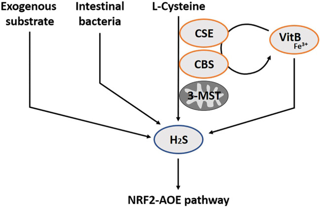 FIGURE 3