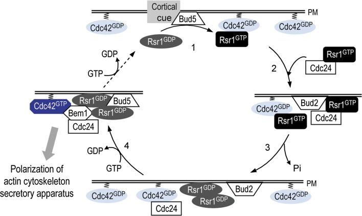 Figure 11