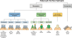 Figure 1.