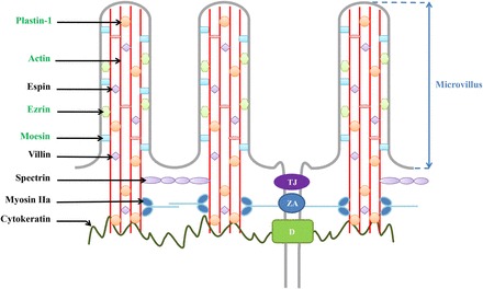 FIGURE 4