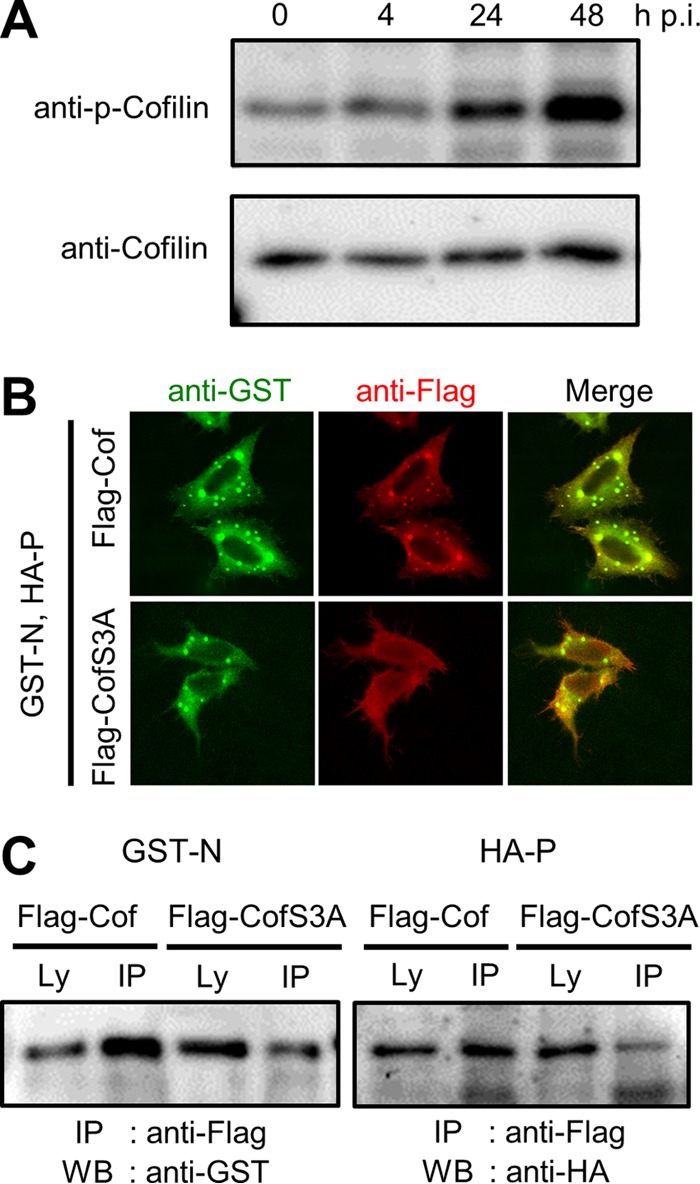 FIG 4