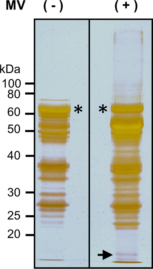 FIG 1