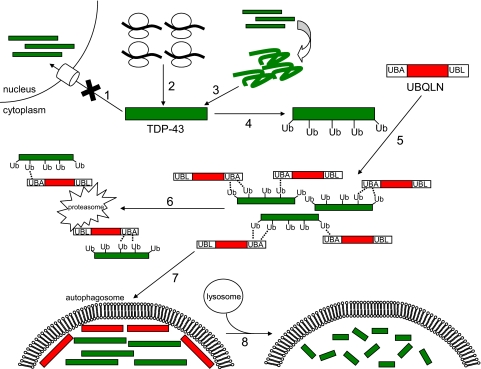 FIGURE 7.