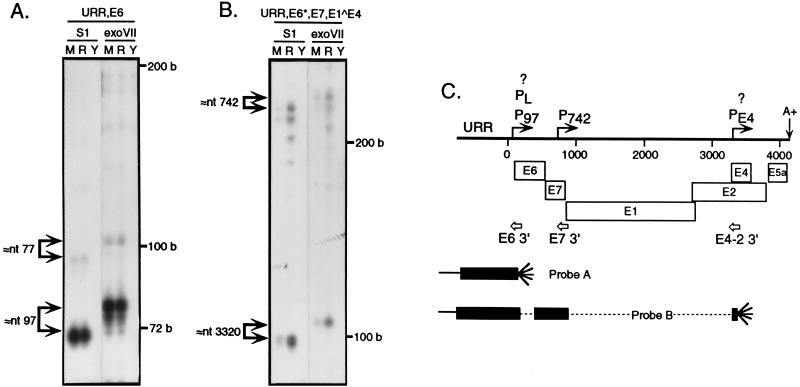 FIG. 1