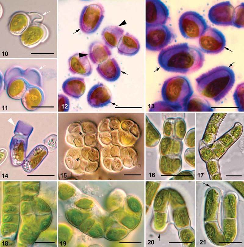 Figs 10–21. 