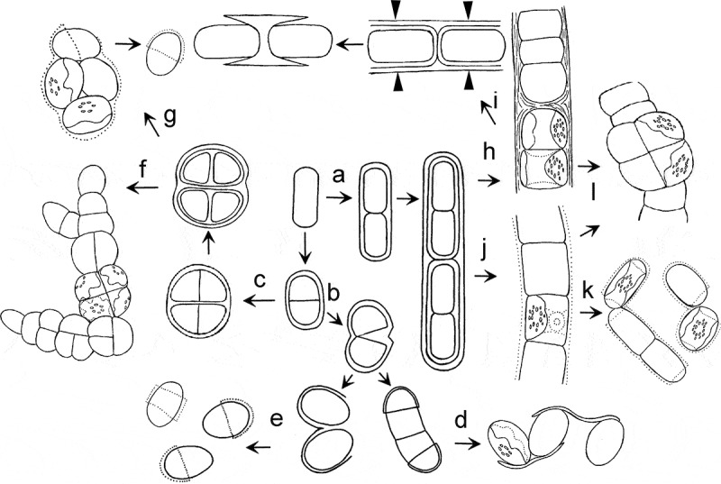 Fig. 68. 