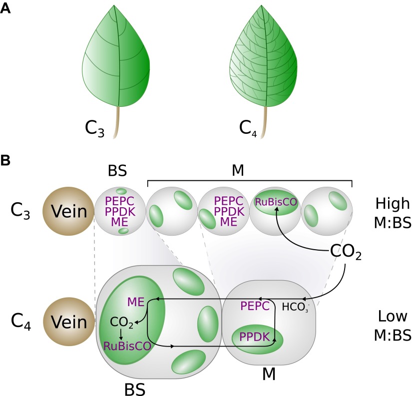 Figure 1—figure supplement 1.