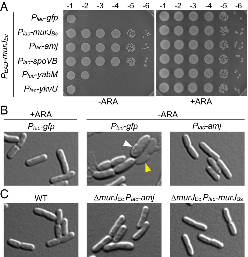 Fig. 4.