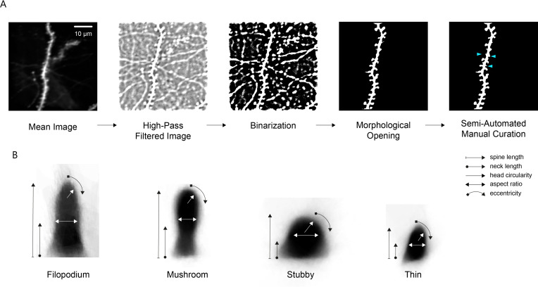 Figure 3—figure supplement 1.