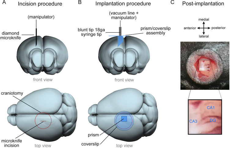 Figure 1—figure supplement 1.