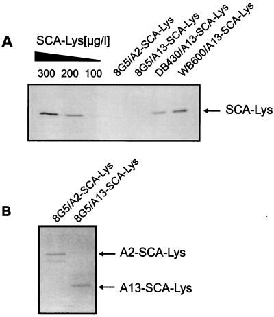 FIG. 6