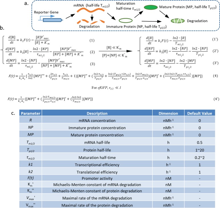 Figure 1—figure supplement 1.