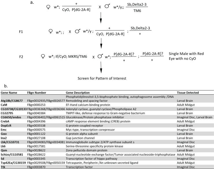 Figure 7—figure supplement 1.