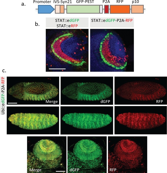 Figure 4—figure supplement 3.