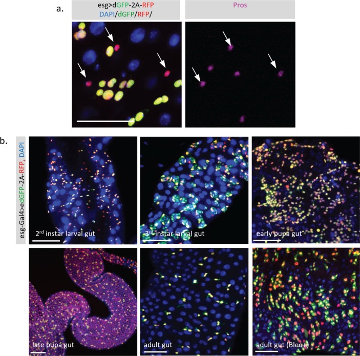 Figure 5—figure supplement 1.