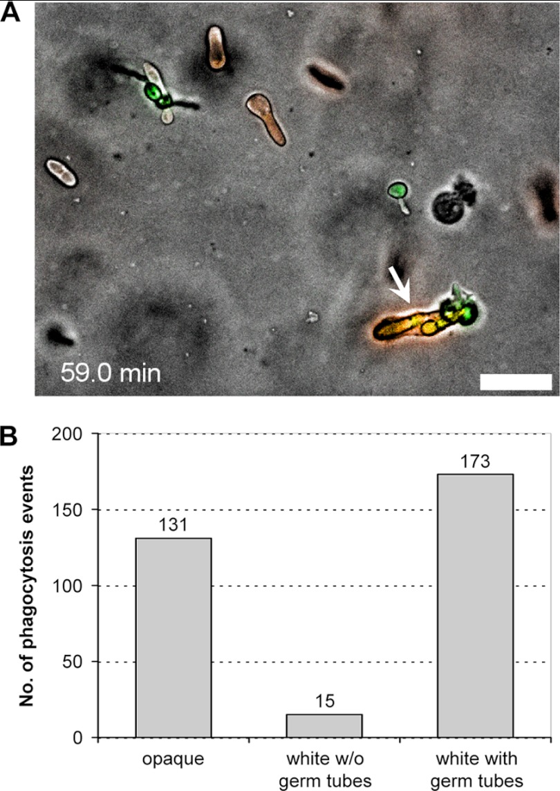 Fig 6