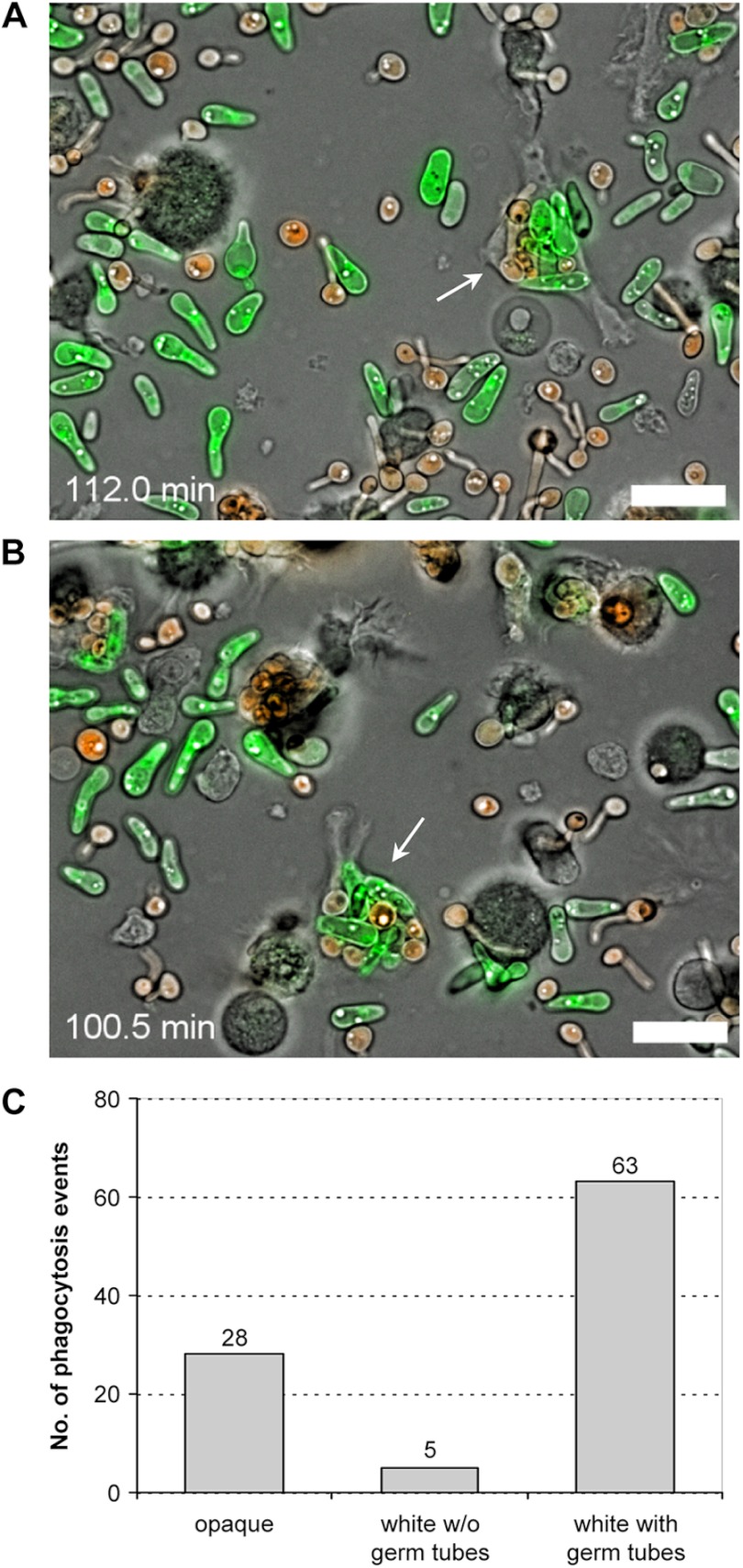 Fig 5