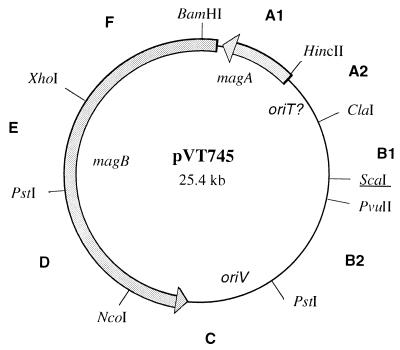 FIG. 1