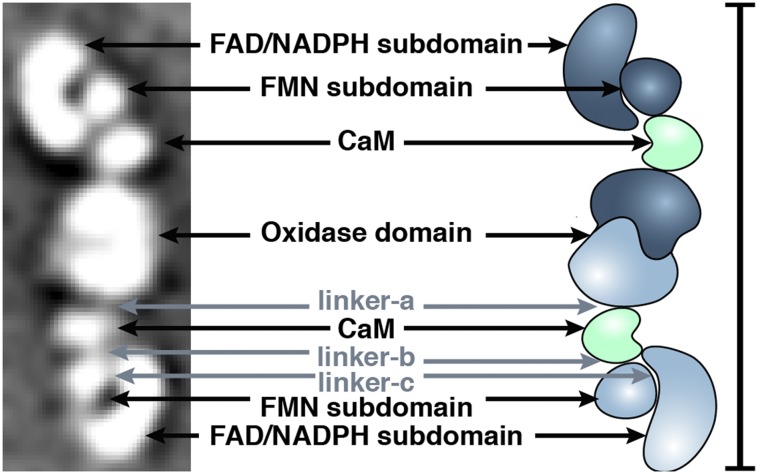 Fig. 2.