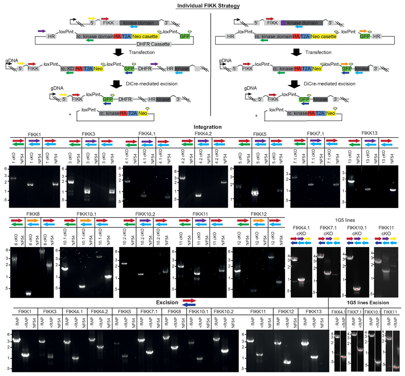 Extended Data Fig. 2