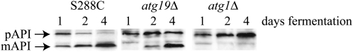 Figure 6 