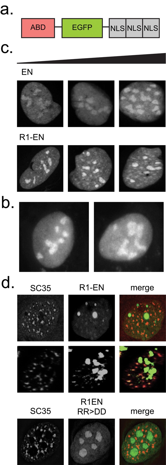 FIGURE 1: