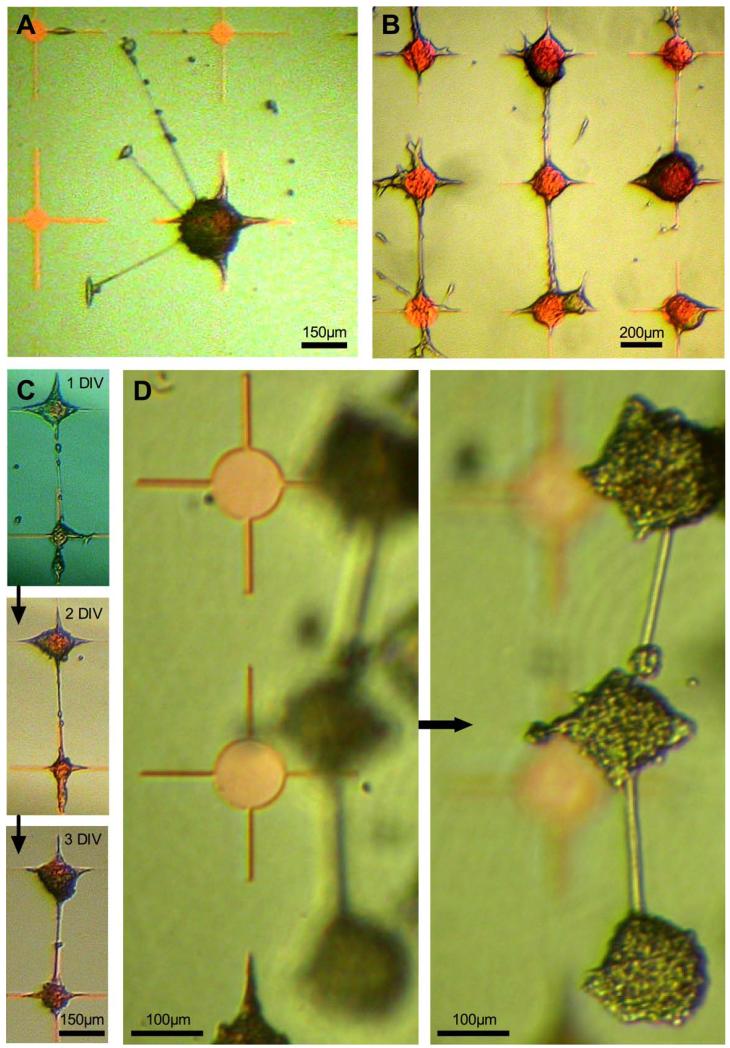 FIGURE 2