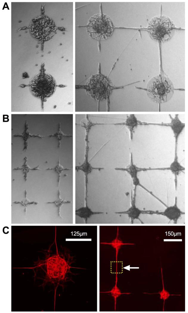 FIGURE 6