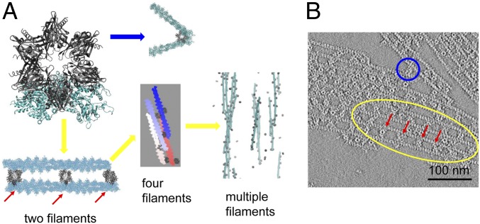 Fig. 3.