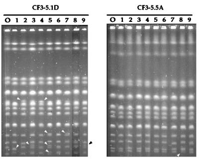 FIG. 6