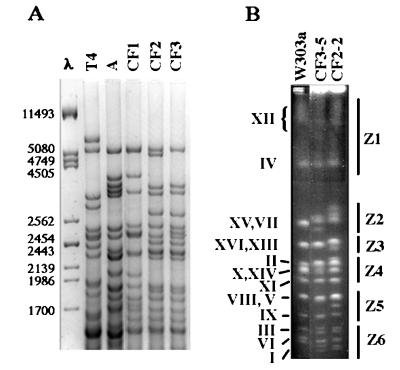 FIG. 1