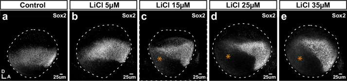 Figure 6—figure supplement 1.