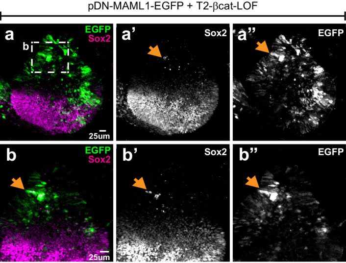 Figure 3—figure supplement 2.