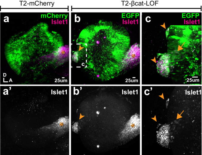 Figure 3—figure supplement 3.