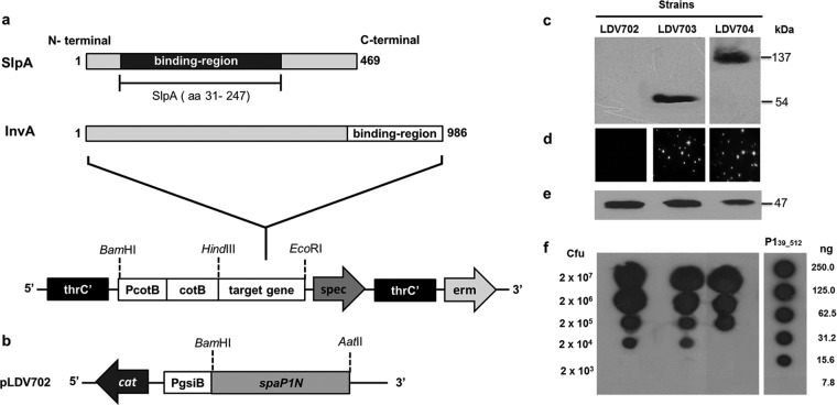 FIG 1