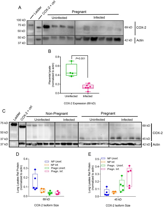 Fig 8