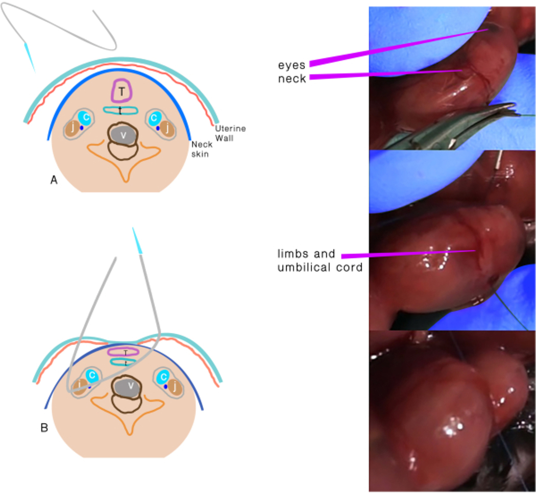 Figure 1: