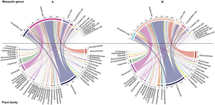 The figure shows two circular diagrams illustrating the associations between mosquito genera (top half of each circle) and plant families (bottom half). In both panels, plant families are ordered alphabetically along the bottom half, and mosquito genera are arranged on the top half. The thickness and colour of the connecting lines indicate the strength and frequency of interactions between mosquito genera and plant families.•Left Panel: Displays the overall connections between various mosquito genera, including Anopheles spp., Aedes spp., Culex spp., and others, with different plant families such as Fabaceae, Rosaceae, Asteraceae and Apocynaceae. The connections are represented by colored lines, showing the diversity of interactions across species.•Right Panel: Highlights specific mosquito - plant associations retrieved from the low risk of bias studies, showing similar mosquito genera and plant families. Differences in line intensity and color emphasise varying degrees of association.