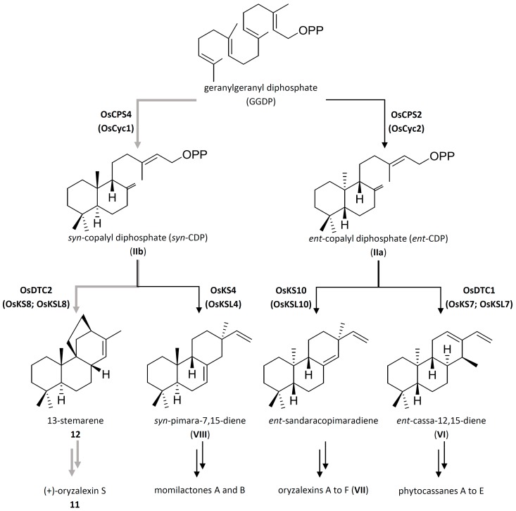 Scheme 2