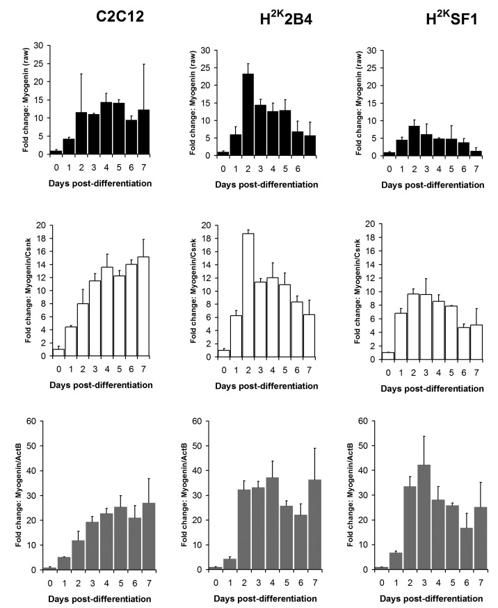 Myogenin expression