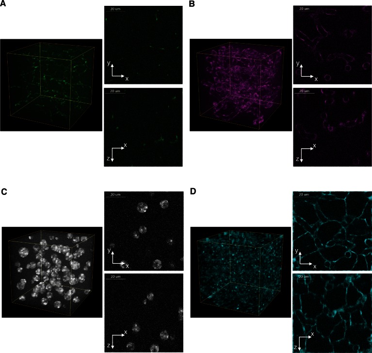 Figure 3—figure supplement 6.