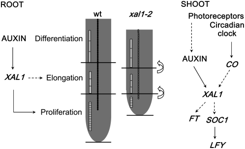 Figure 5.