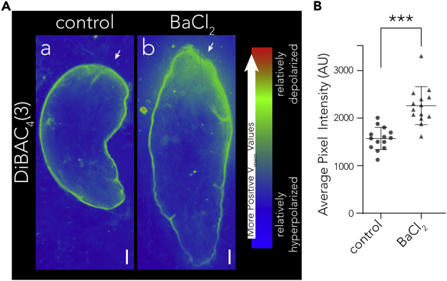 Figure 3