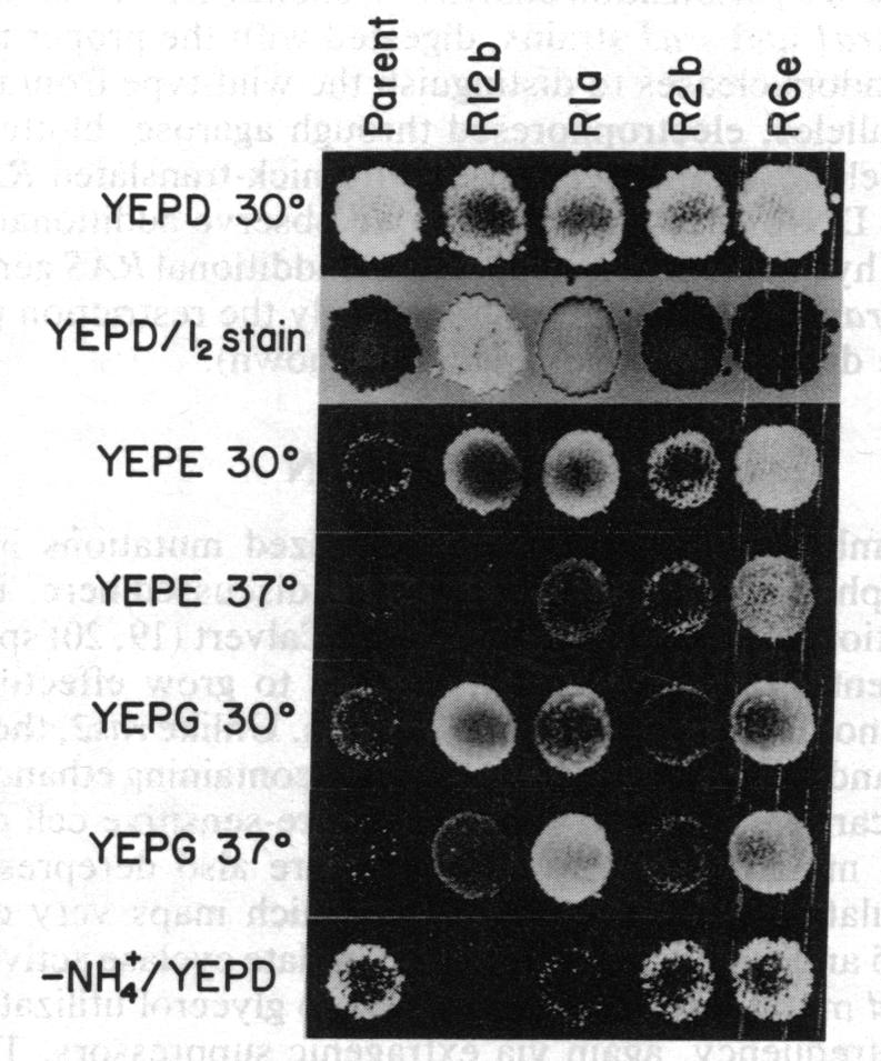 graphic file with name pnas00351-0263-a.jpg