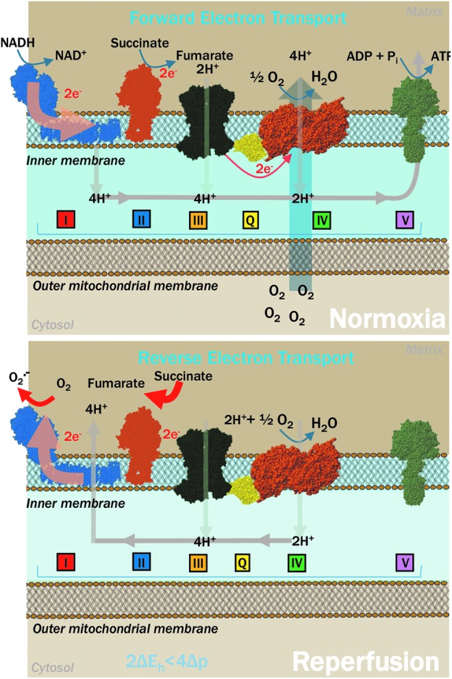 FIG. 4.