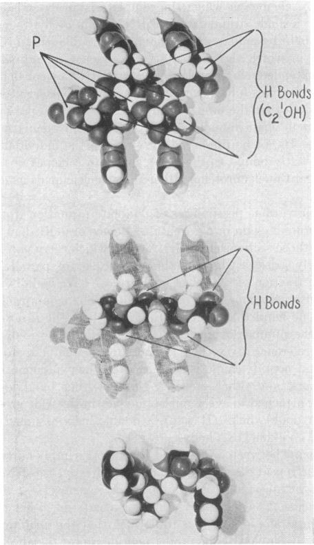 graphic file with name pnas00196-0042-a.jpg