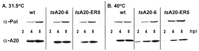 FIG. 7