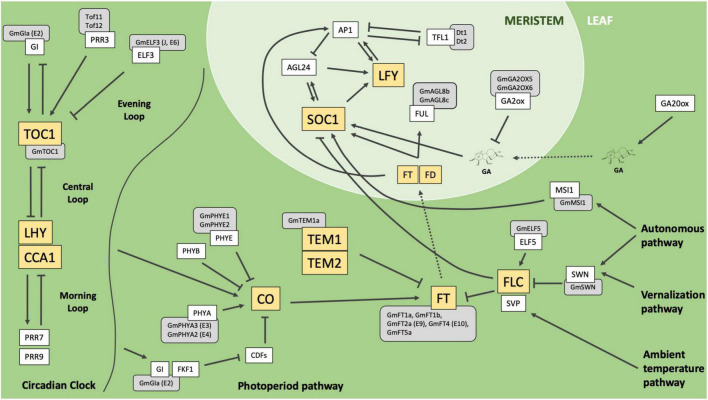 FIGURE 1